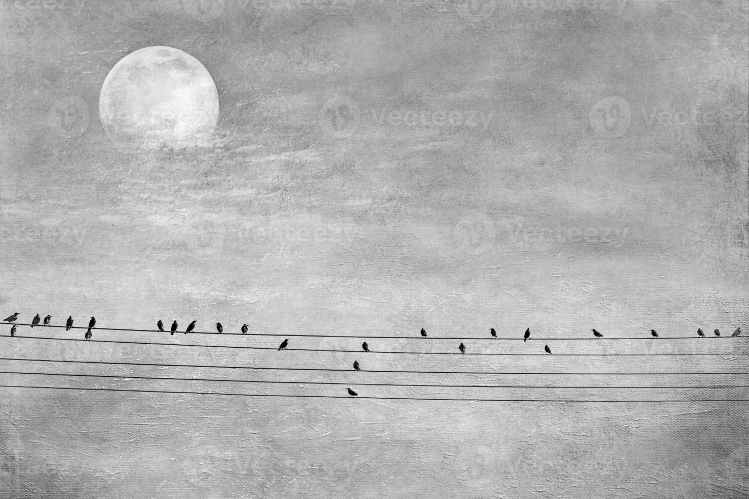 selvagem Preto grande pássaros sentado em uma Alto Voltagem linha em uma fundo do a céu com a lua foto