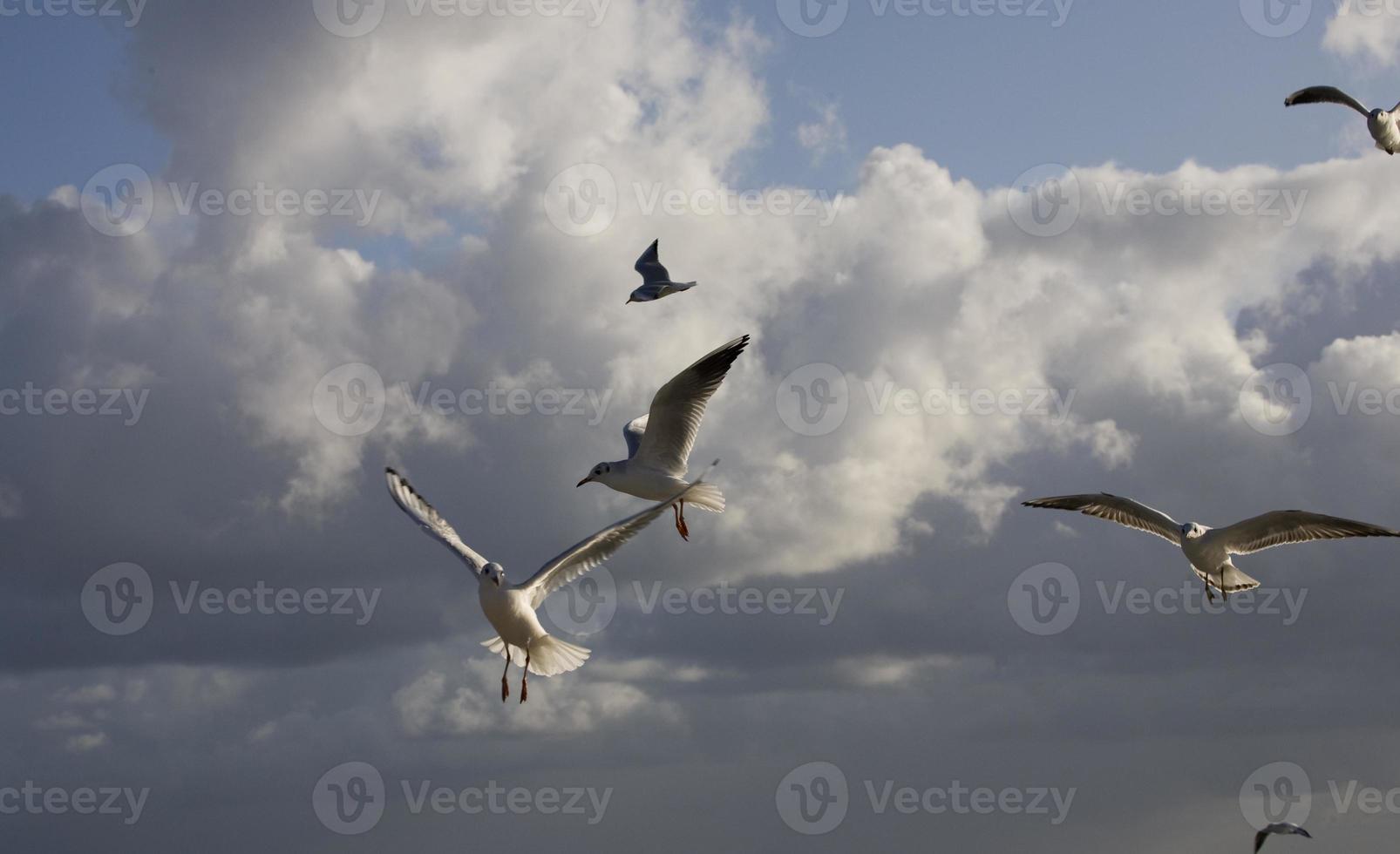 jogando gaivotas em uma Primavera de praia às a báltico mar foto