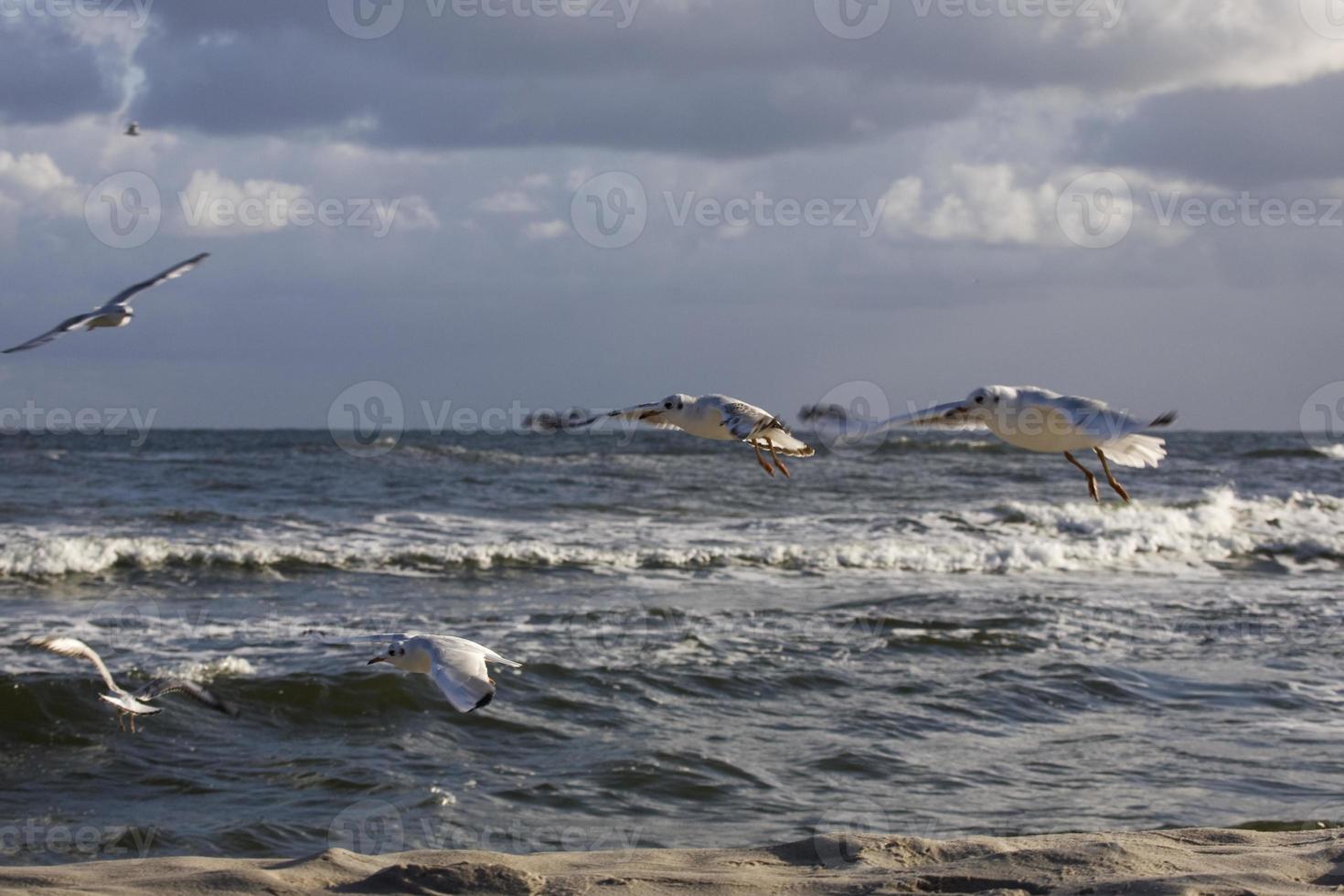 jogando gaivotas em uma Primavera de praia às a báltico mar foto