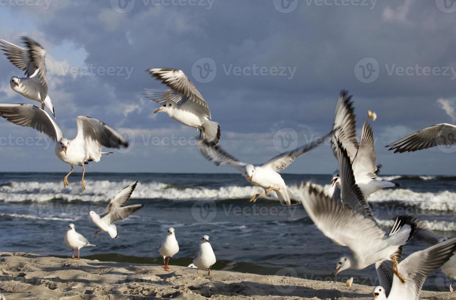 jogando gaivotas em uma Primavera de praia às a báltico mar foto