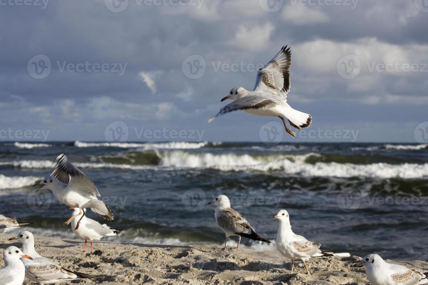jogando gaivotas em uma Primavera de praia às a báltico mar foto