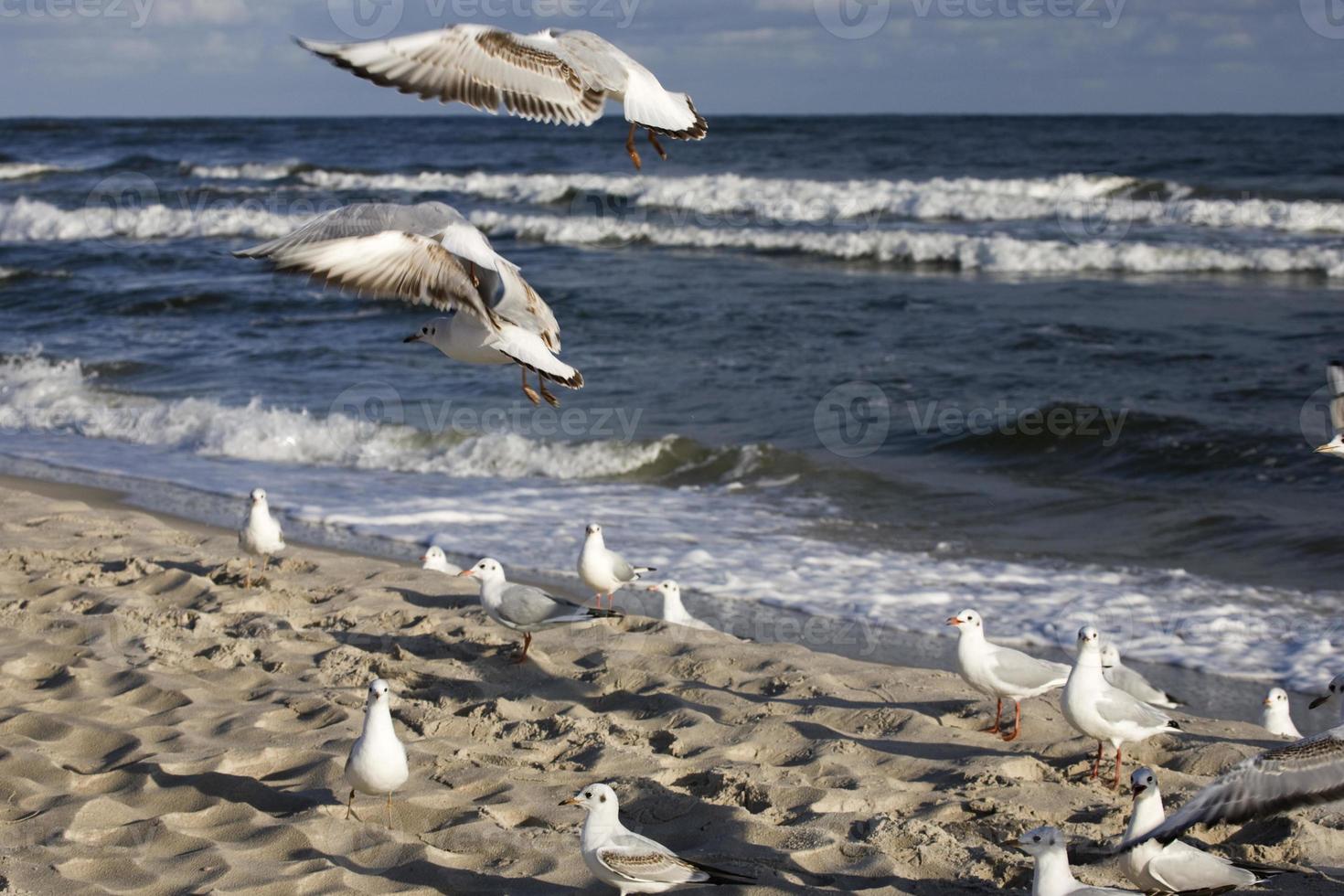 jogando gaivotas em uma Primavera de praia às a báltico mar foto