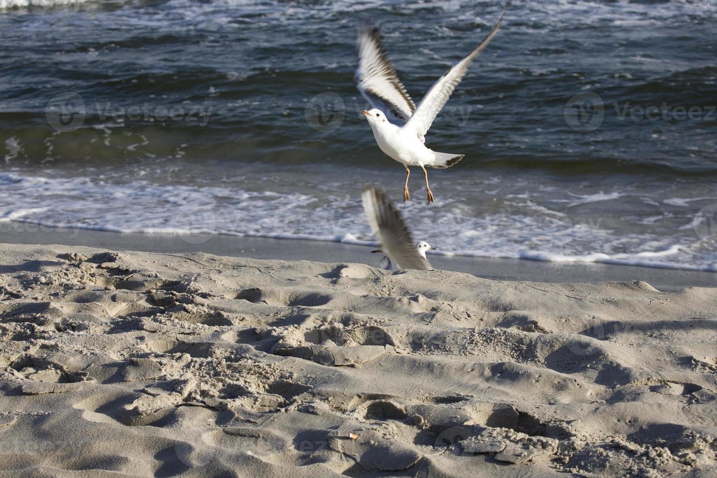 jogando gaivotas em uma Primavera de praia às a báltico mar foto