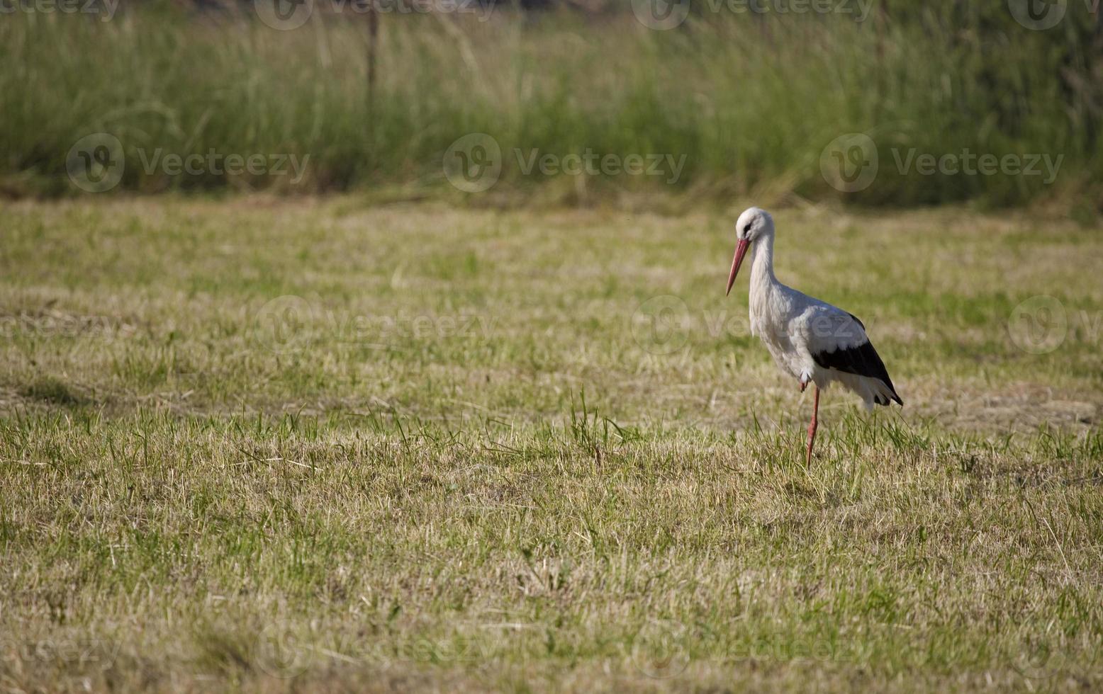 cegonha em a Prado dentro verão foto