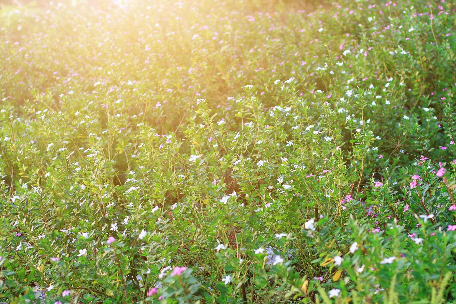 lindo Flor branco anêmona flores Prado campo dentro natural luz solar. foto