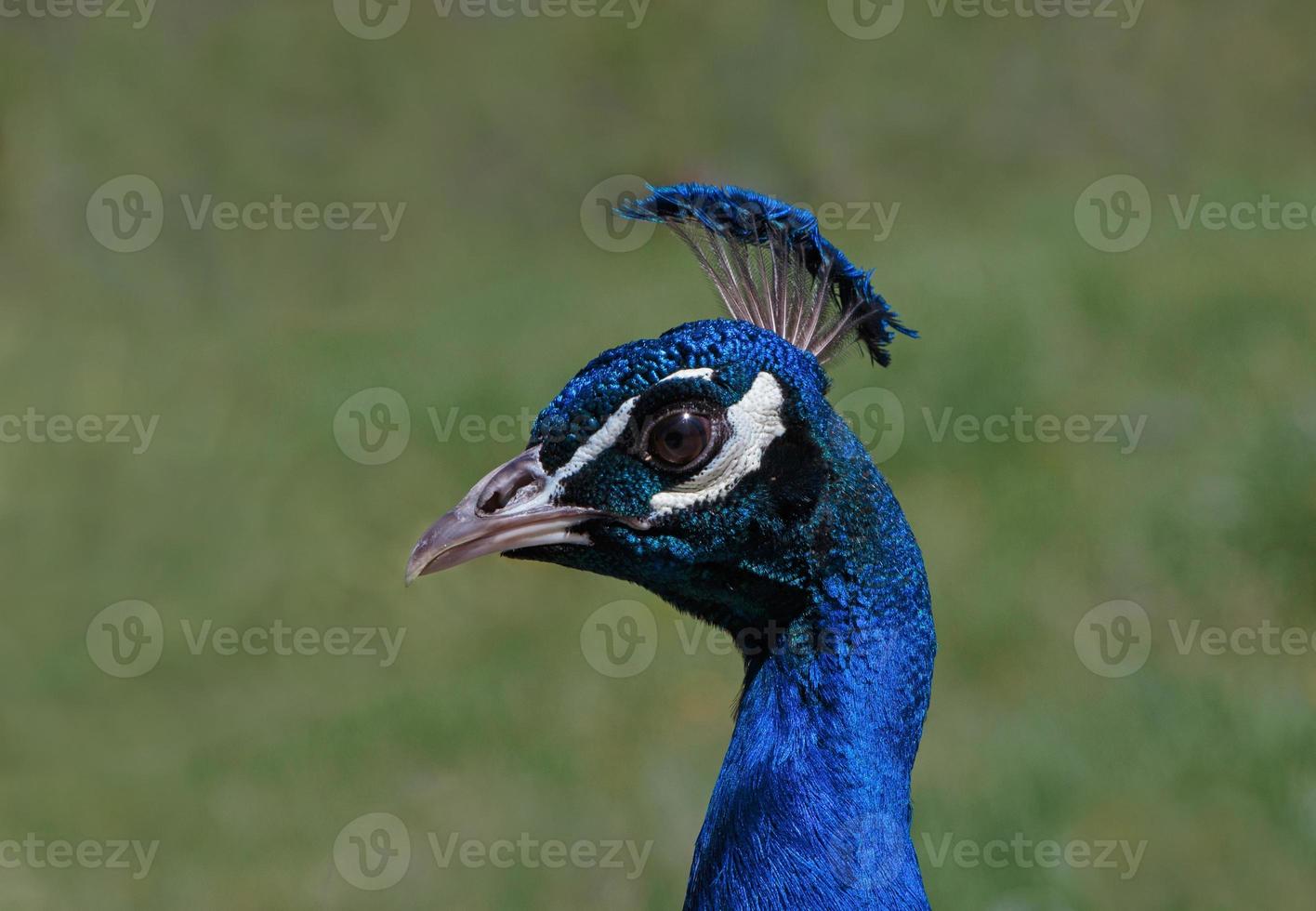 fechar acima do indiano pavão cabeça foto