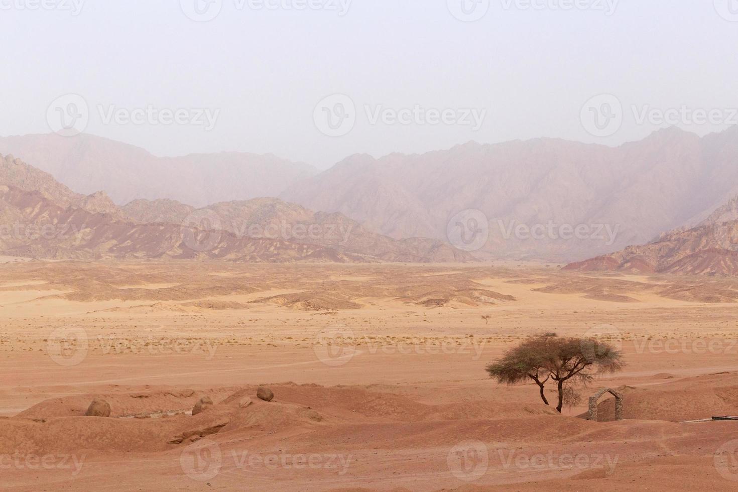 panorama com acácia árvore dentro montanhas em Sinai Península foto
