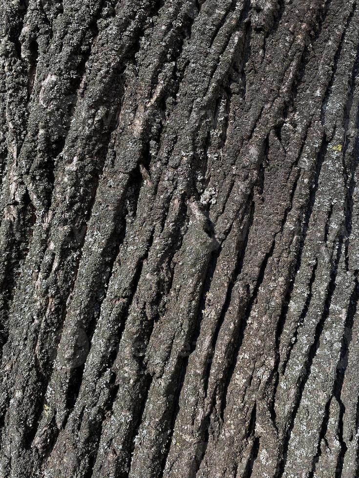 rey latido do árvore textura foto