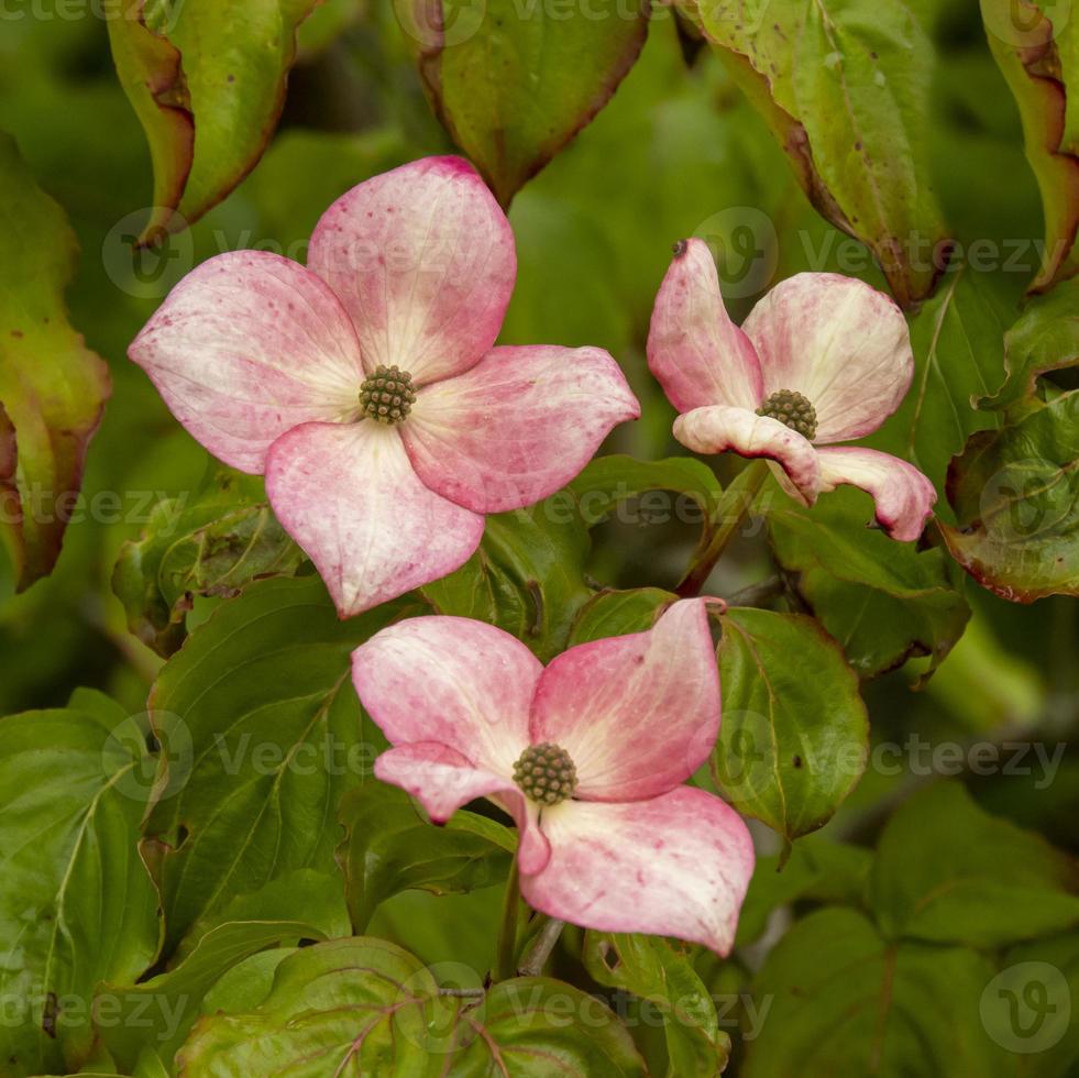 flores rosa cornus kousa foto