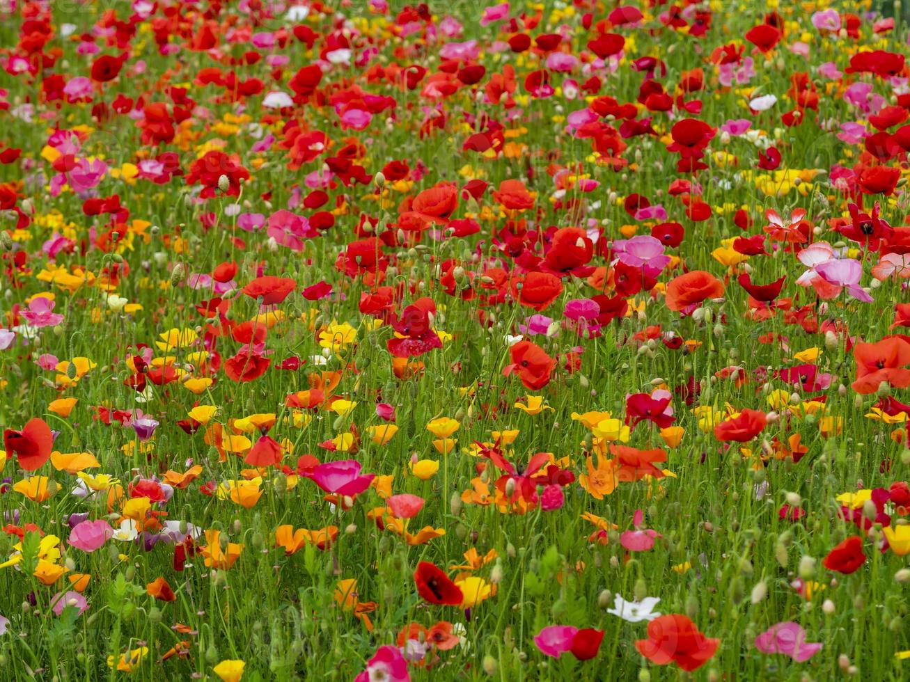 papoulas coloridas em um jardim de verão foto