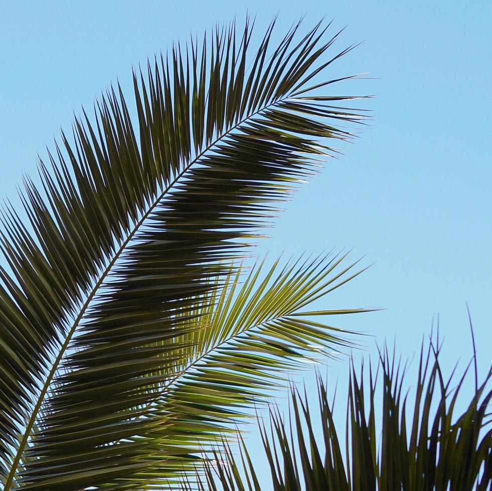 folhas de palmeira e céu azul na primavera foto