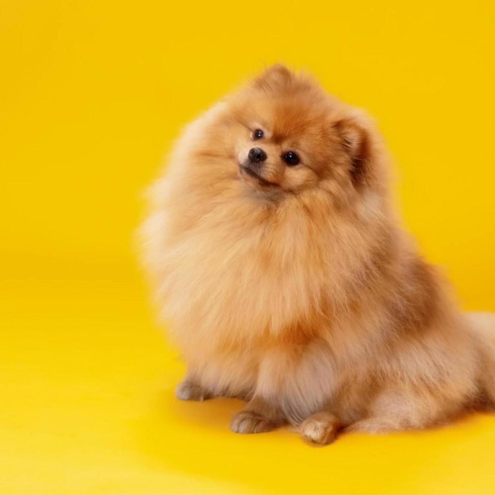 cachorro com amarelo fundo foto