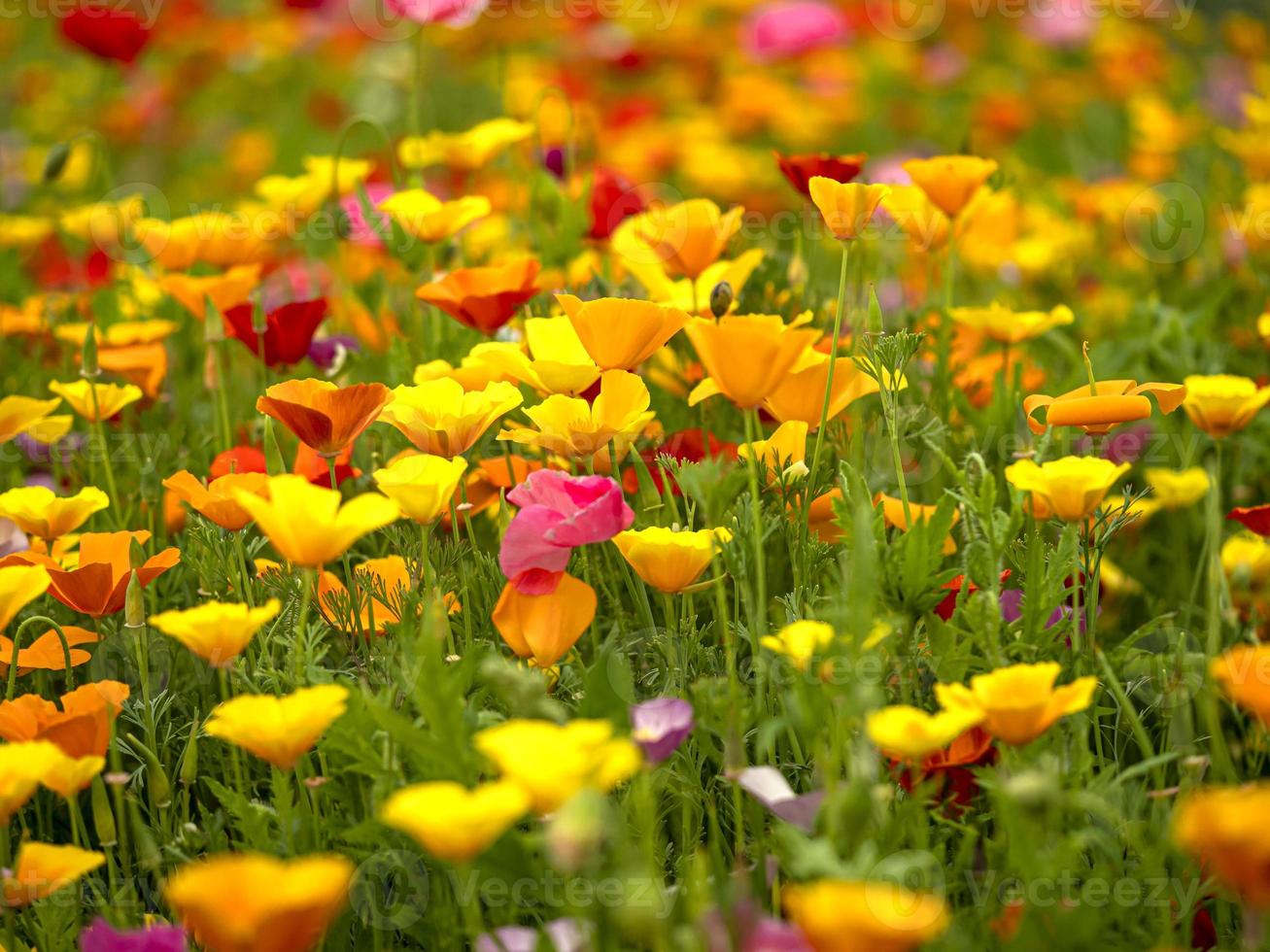 campo de flores mistas de papoula foto