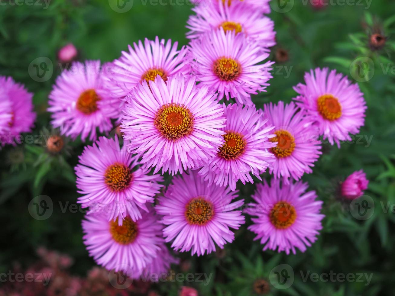 flores de áster rosa foto