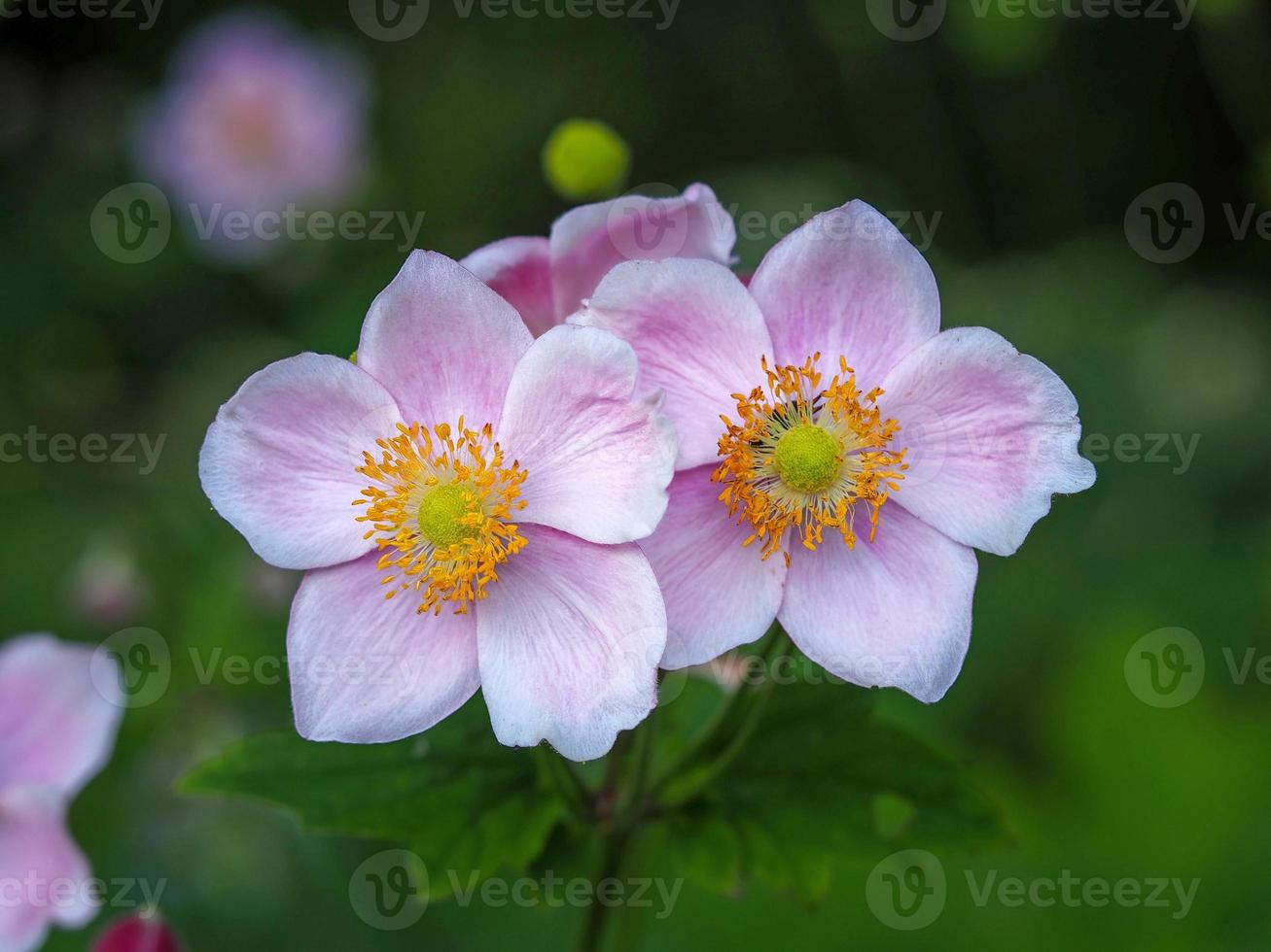 duas pequenas flores de anêmona rosa em um jardim foto