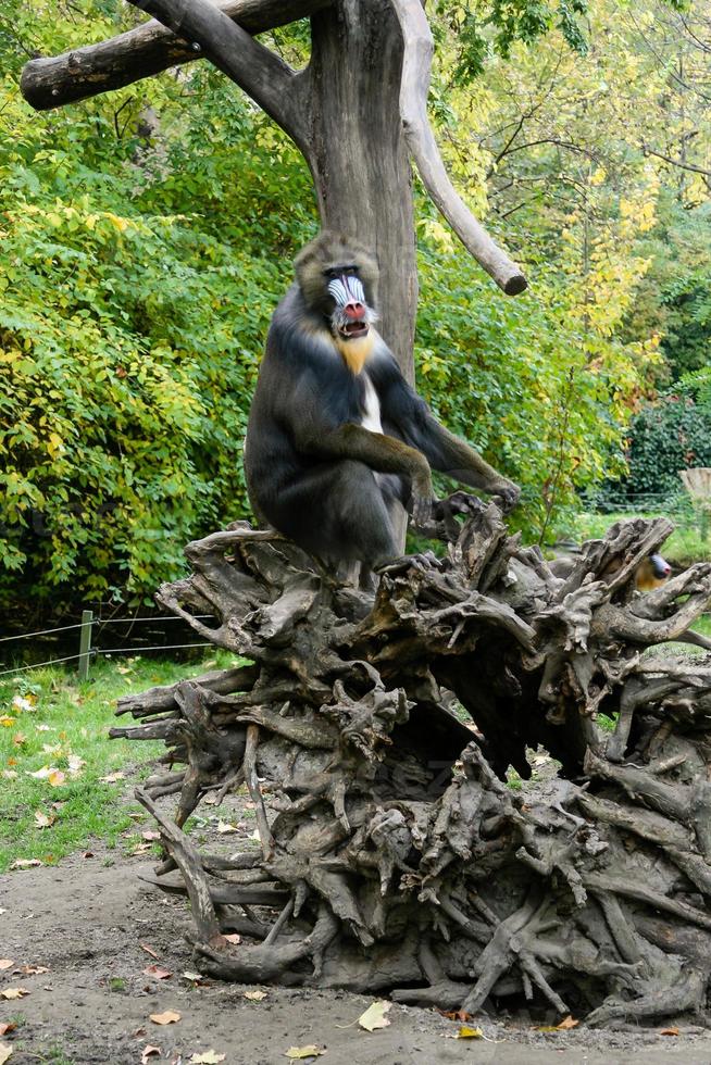 macaco mandril senta em uma árvore foto