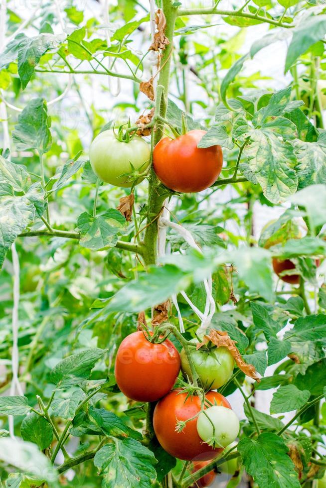 fresco tomate plantar foto