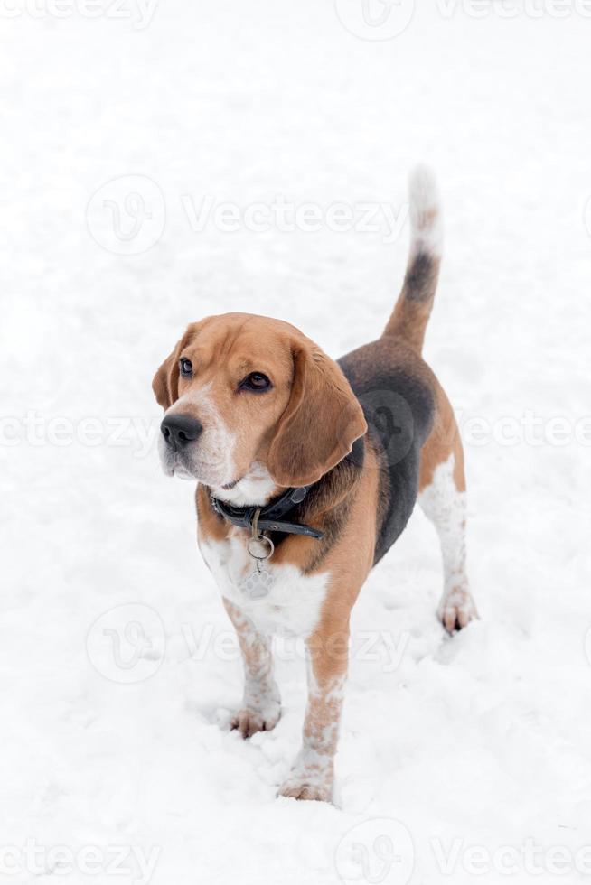 adulto masculino beagle ao ar livre foto