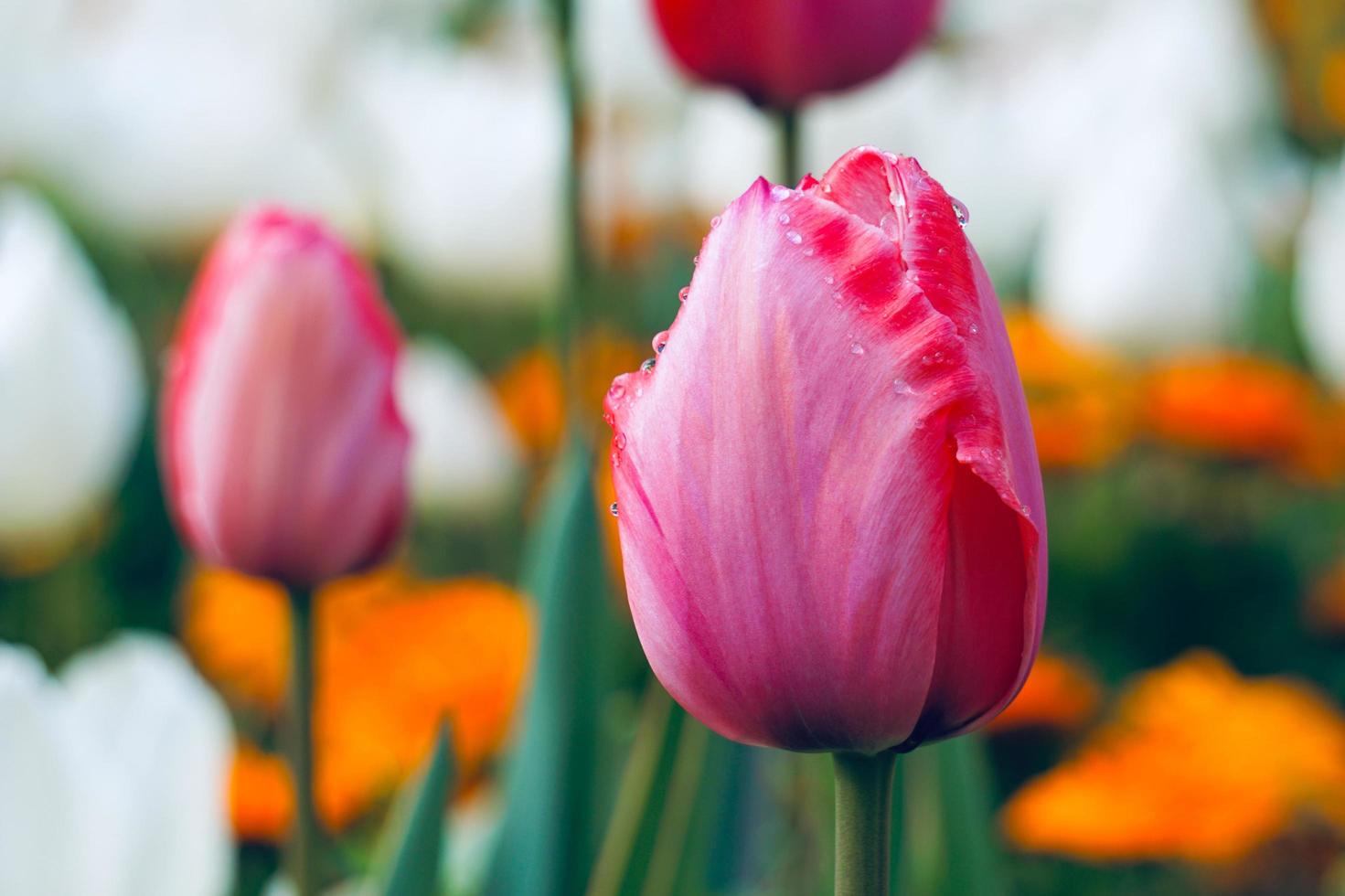 tulipas rosa e vermelhas no jardim na primavera foto