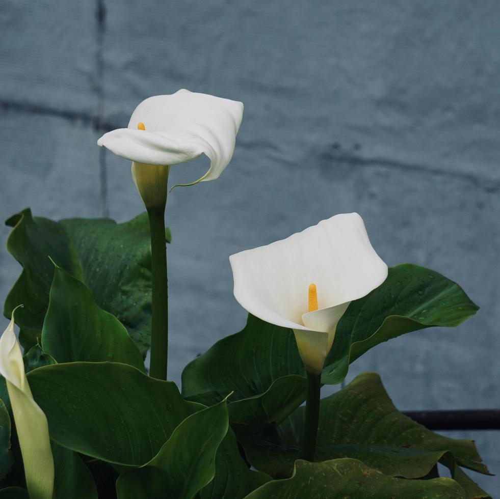 linda flor de lírio calla no jardim na primavera foto