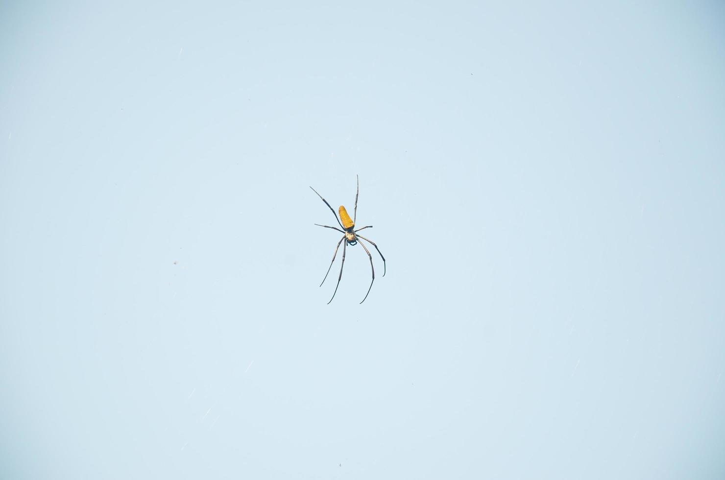 uma amarelo aranha trava em Está teias contra a azul céu foto