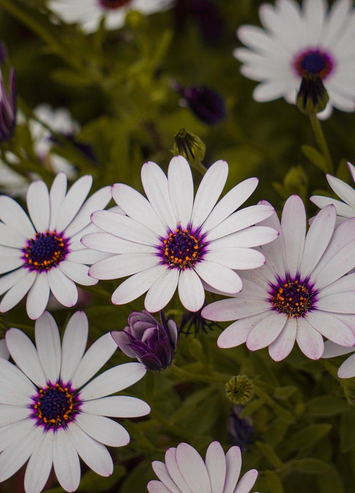 lindas flores brancas no jardim na primavera foto