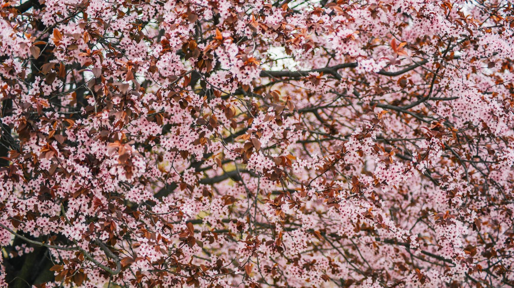 uma árvore com Rosa flores dentro a Primavera foto