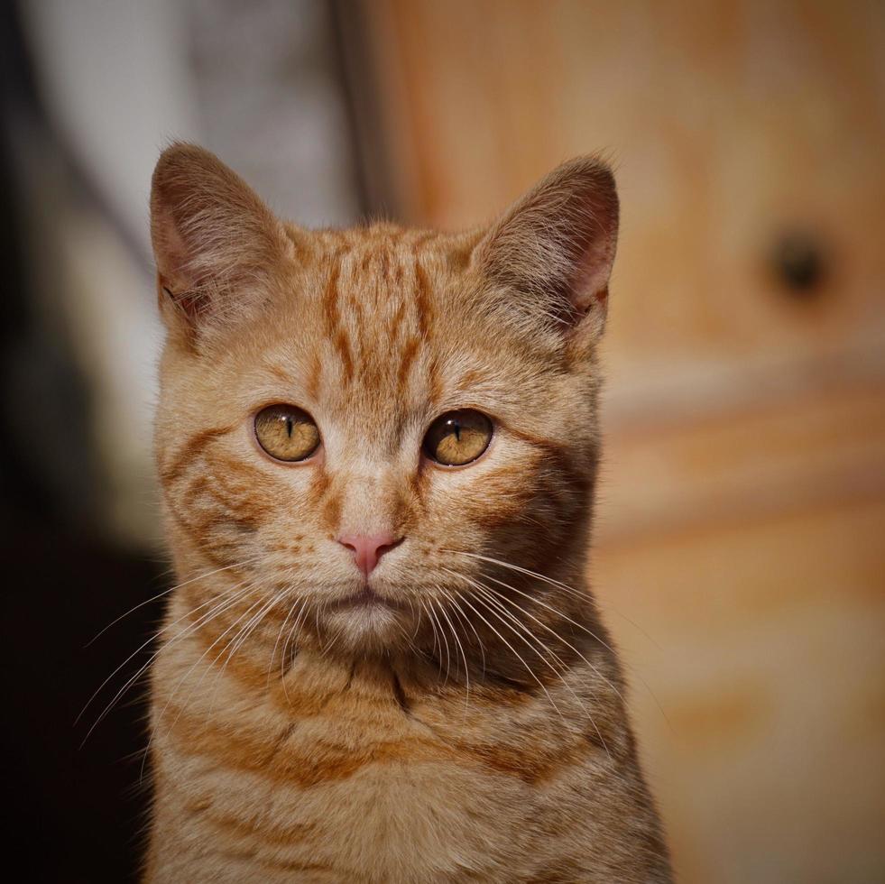 lindo gato de rua na rua foto