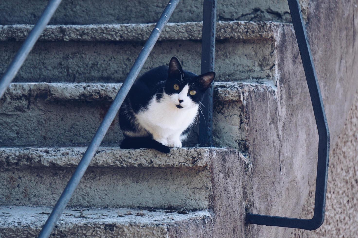 lindo gato de rua na rua foto