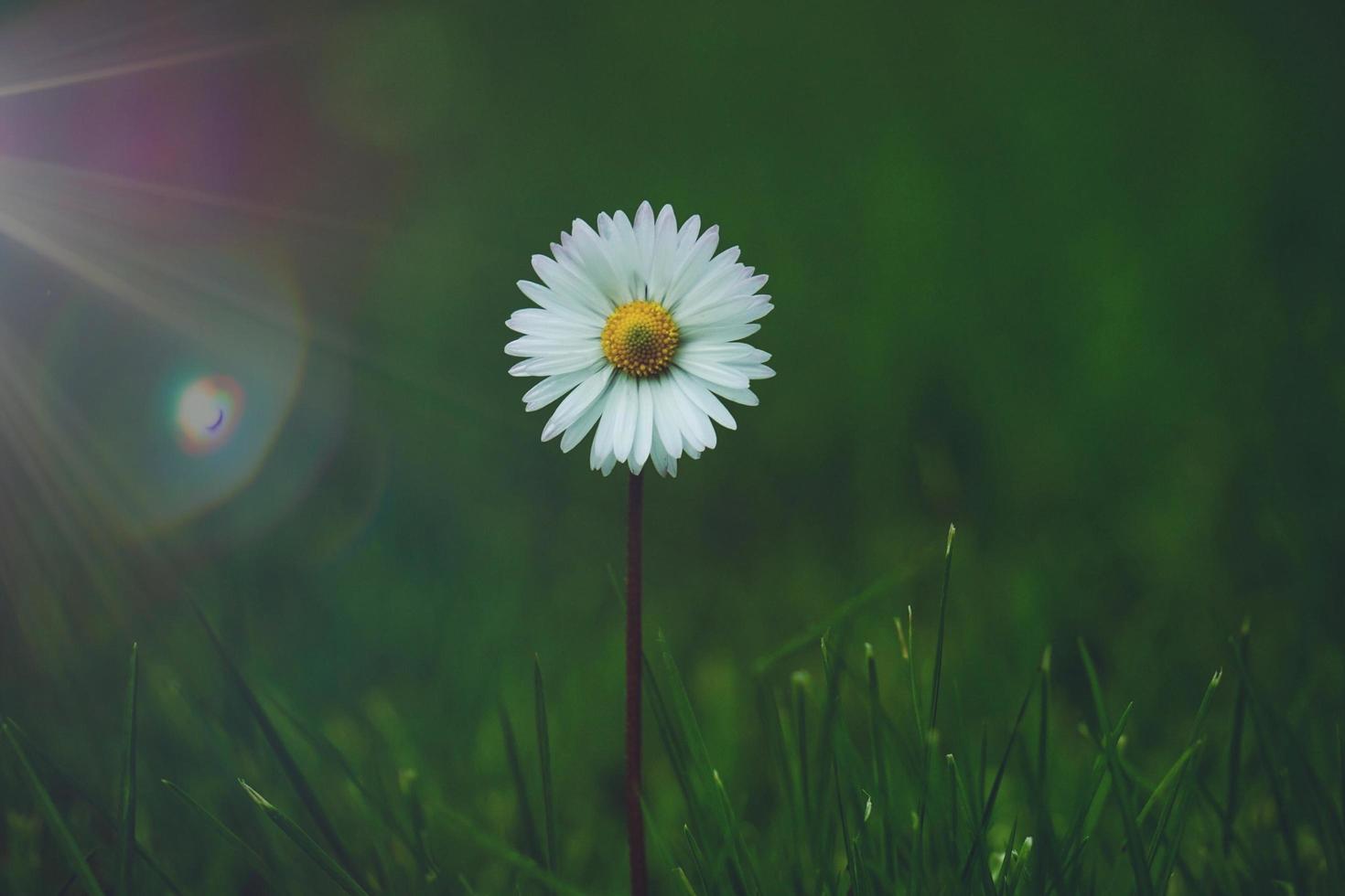 linda flor da margarida no jardim na primavera foto