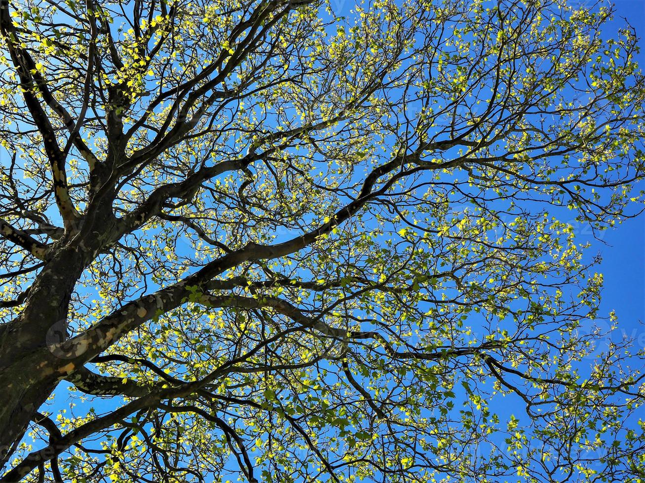 ramos de uma árvore de sicômoro foto