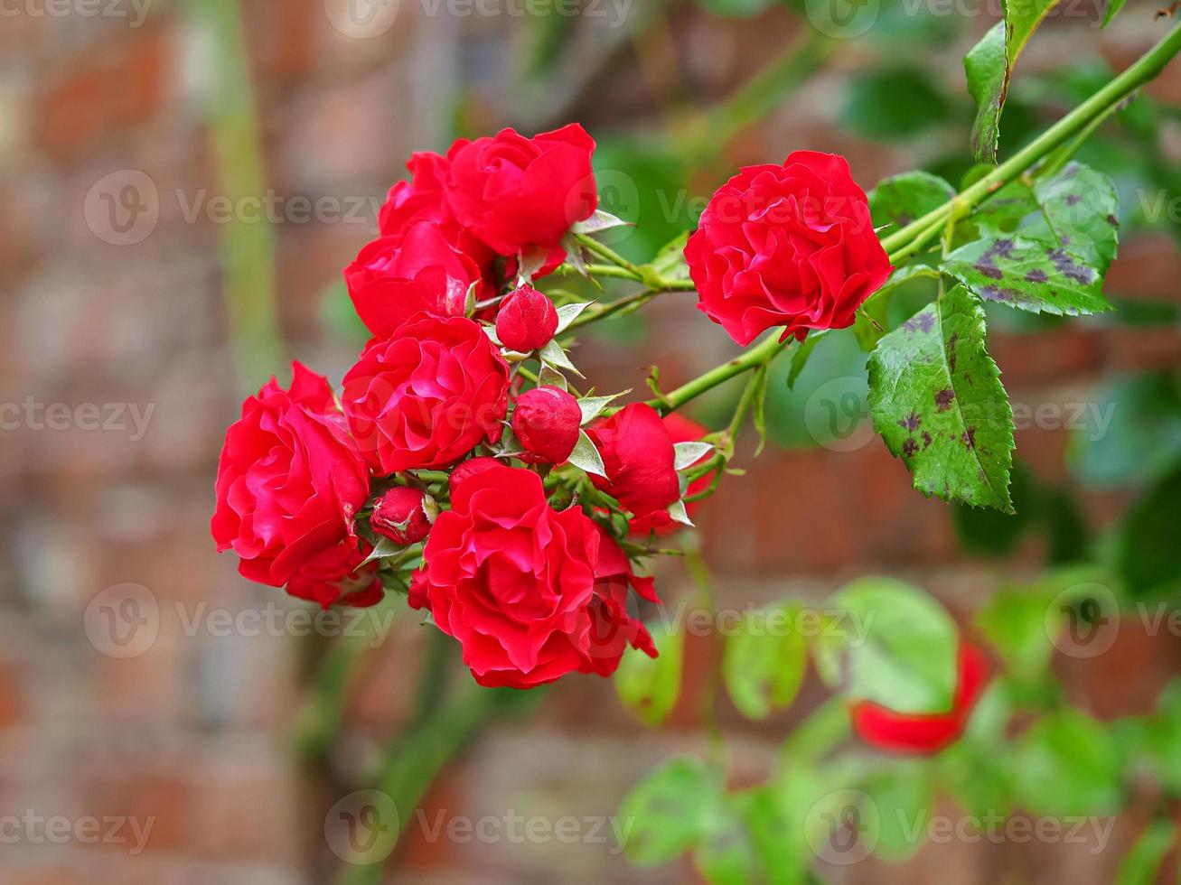 rosas vermelhas florescendo contra uma parede de tijolos foto