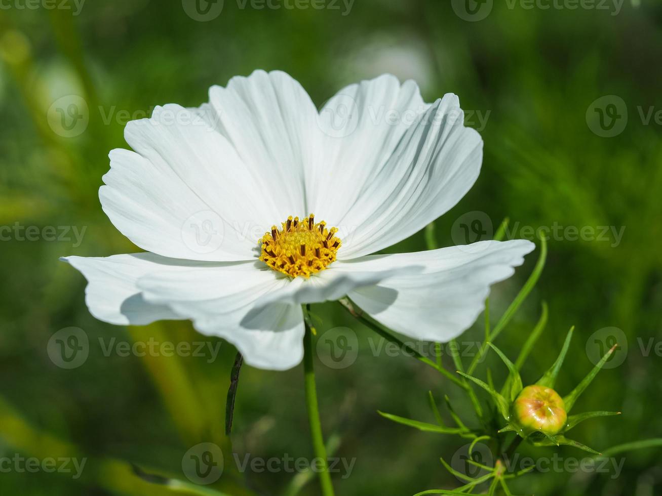 flor branca do cosmos em um jardim foto