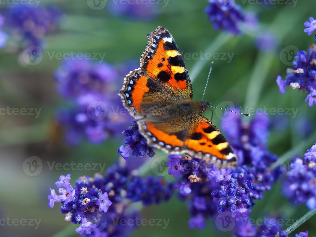 borboleta de casco de tartaruga em lavanda foto