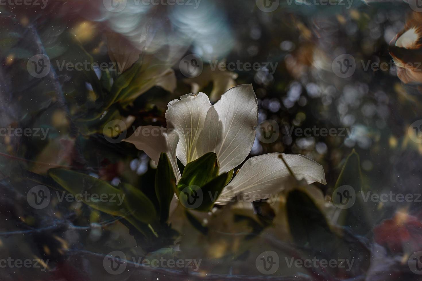 bauhinia Variegata florescendo branco e Rosa árvore dentro a ruas do a cidade do alicante dentro Primavera foto
