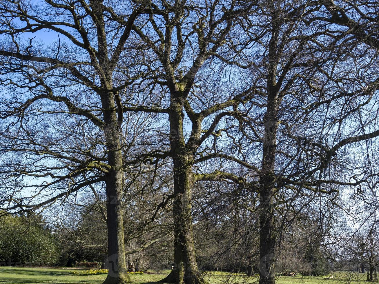 três árvores de inverno em um parque foto