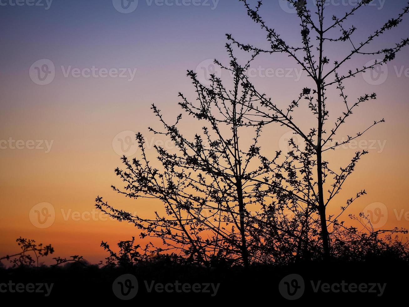 árvores jovens em silhueta ao pôr do sol foto