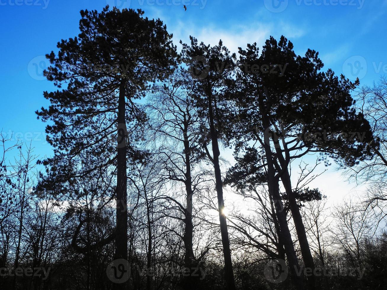 silhueta de árvores com um céu azul dramático foto