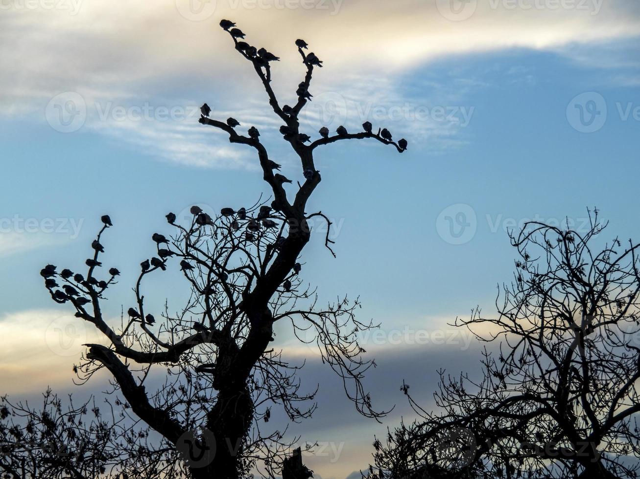 pombos empoleirados nos galhos nus de uma velha árvore foto