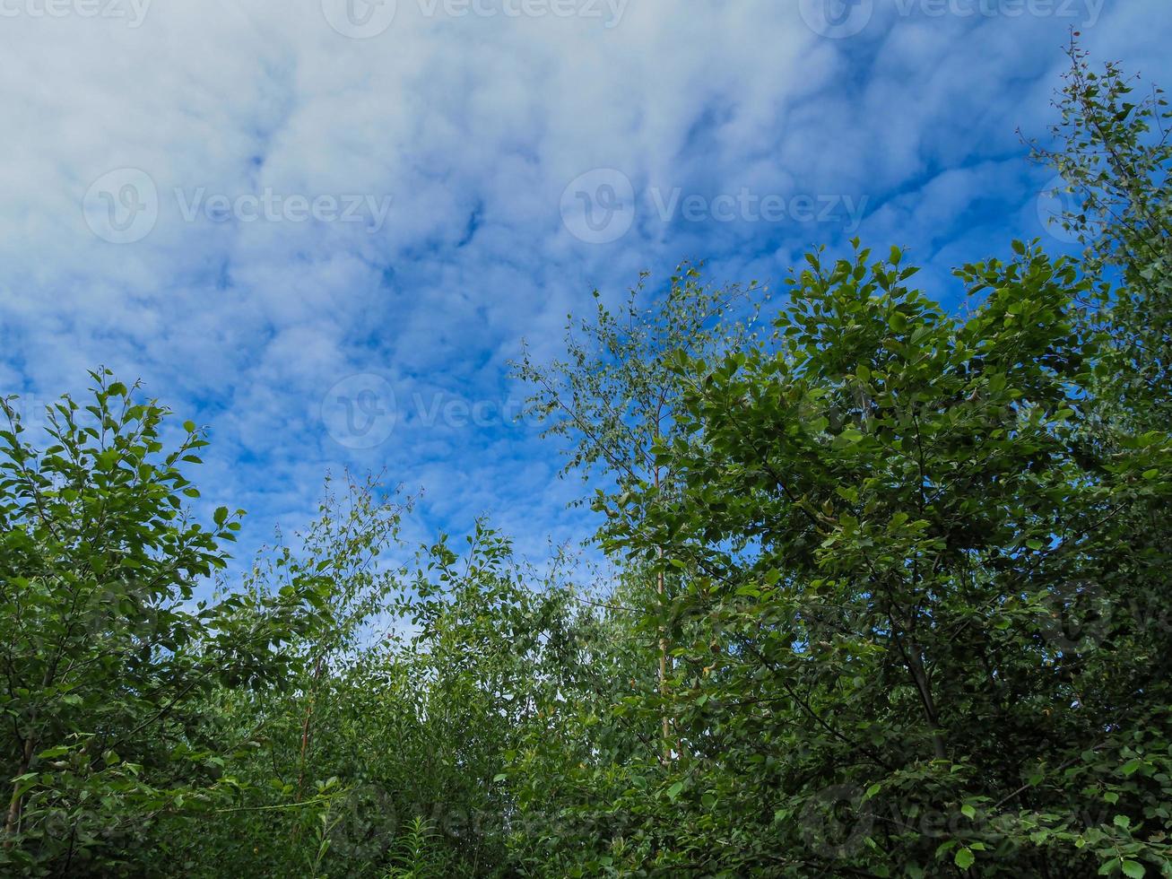 grupo de árvores verdes e um céu azul com nuvens brancas foto