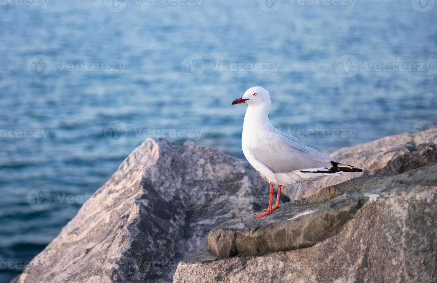 gaivota poleiros em uma Rocha foto