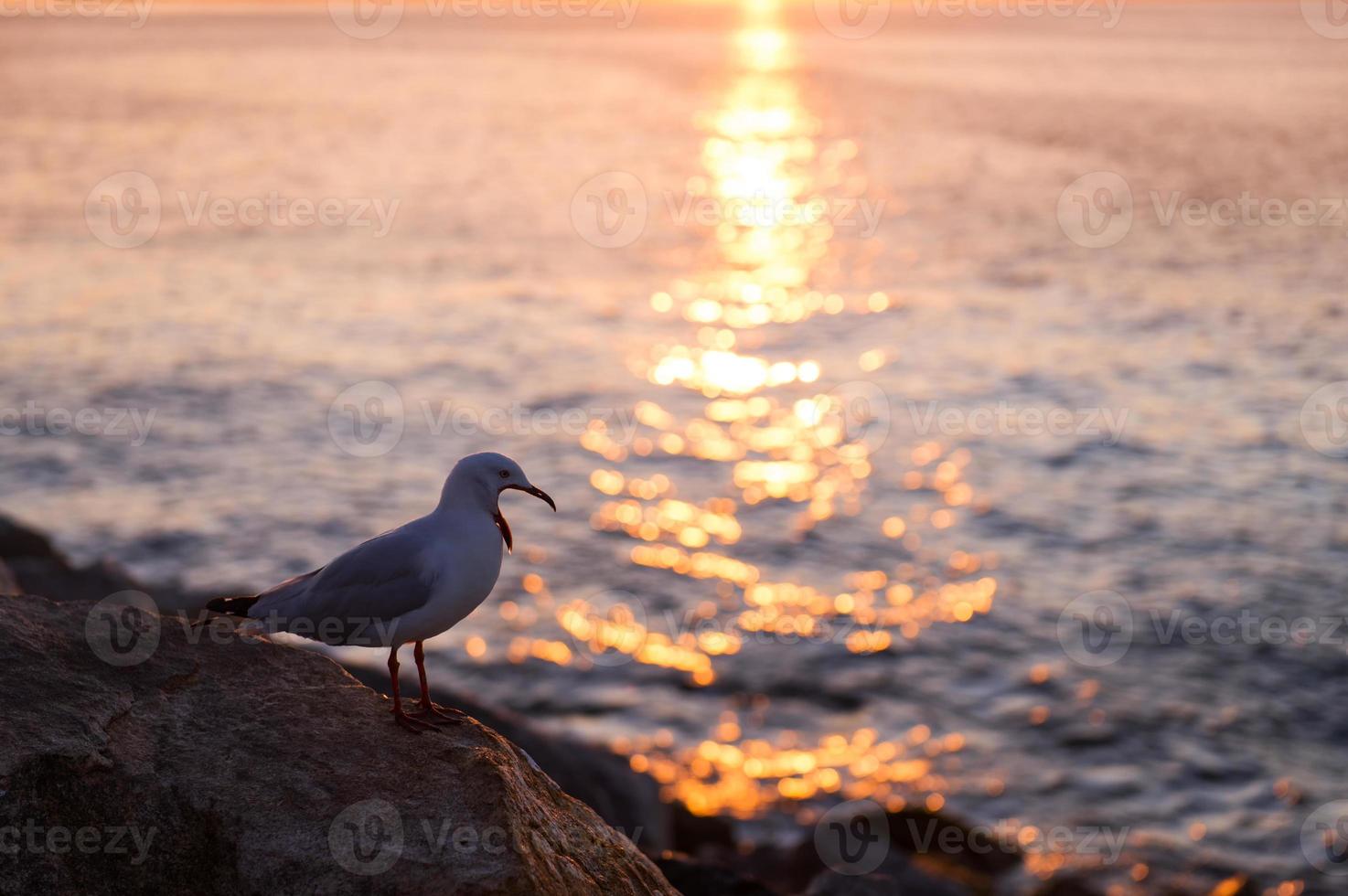 gaivota às costa foto