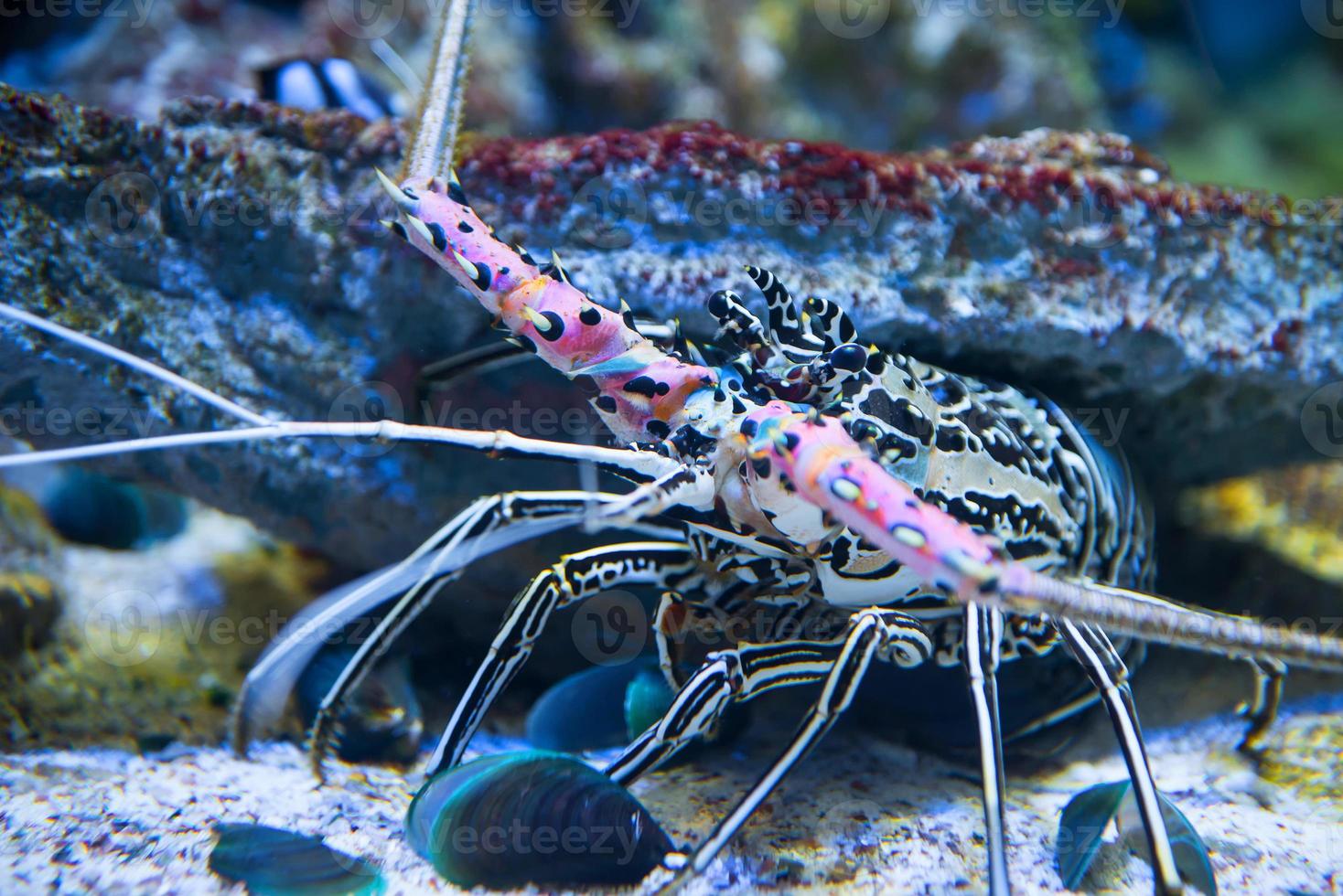 a gigante lagosta, embaixo da agua mundo foto