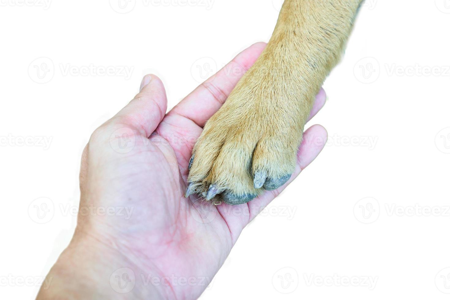 uma cachorro é dando pata para humano mão fechar acima isolado em branco fundo com recorte caminho foto