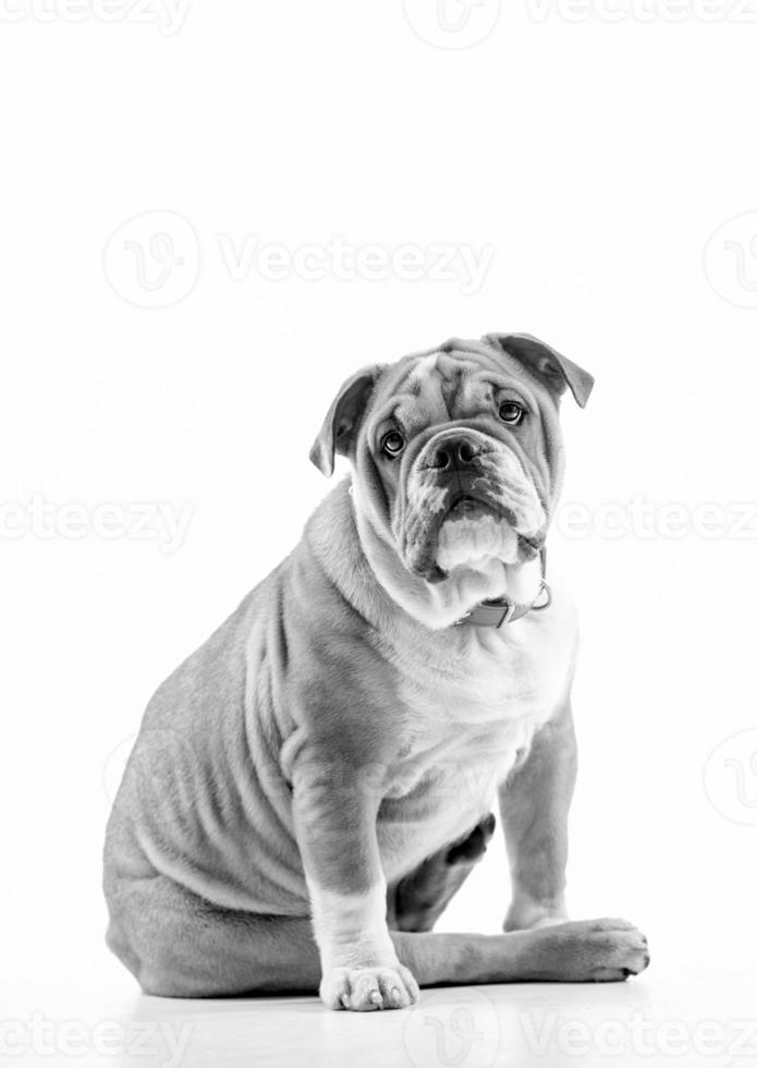 retrato de bulldog inglês foto