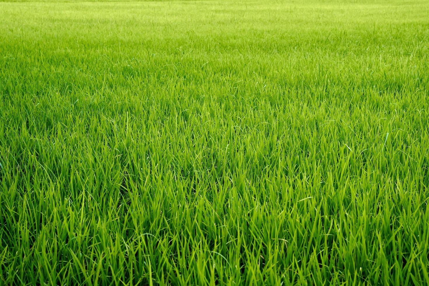 lindo verde luxúria Relva campo horizonte fundo foto