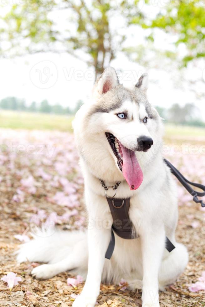 feliz siberian rouco cachorro face fechar acima em a campo e Rosa tecoma , Rosa trompete árvore , tailandês cereja Flor rua dentro Primavera com azul céu foto