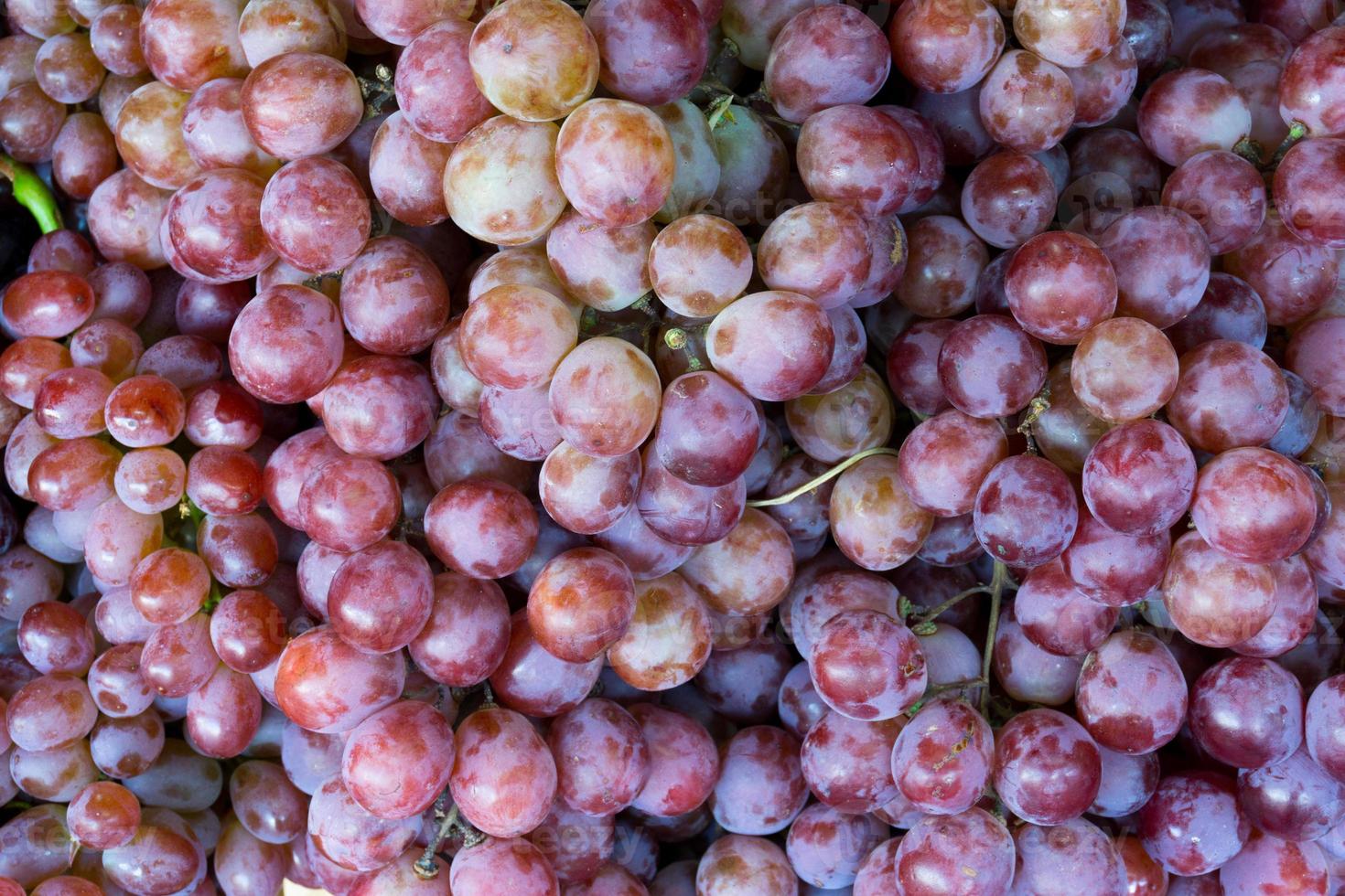 vermelho vinho uvas fundo, escuro uvas foto