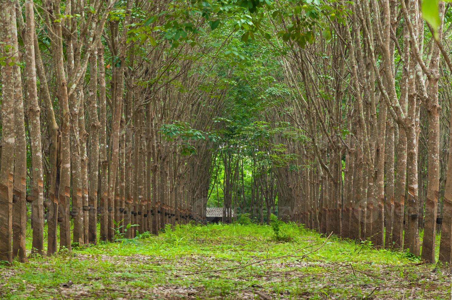 linha do pára borracha plantação dentro sul do tailândia, borracha árvores foto