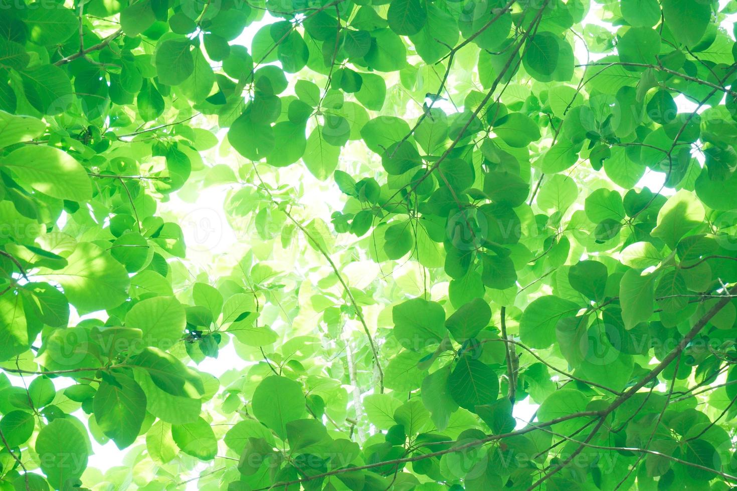 luz solar através a fresco verde folhas, verde folhas fundo foto